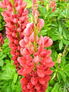Lupine Red, Lupinus polyphyllus