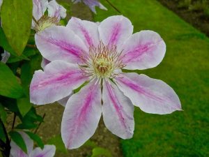 Clematis 'Nelly Moser' | Online Flower Garden