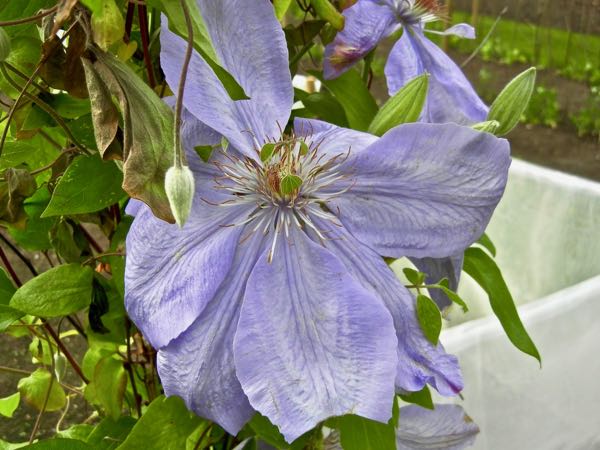 Clematis-Mrs-Cholmondeley8628 | Online Flower Garden Clematis 'Mrs. Cholmondeley'