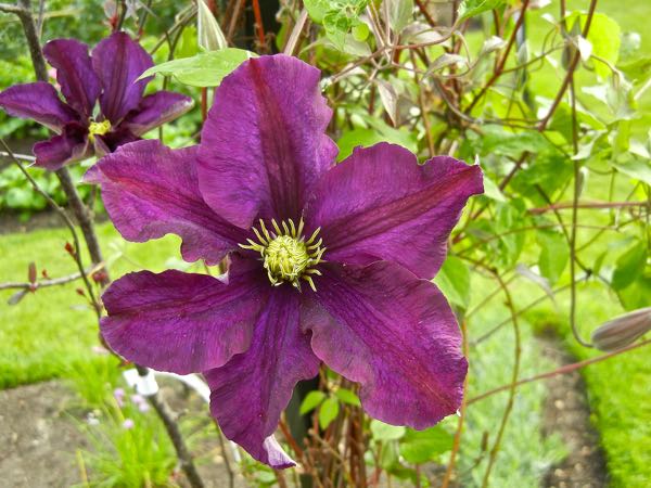 Clematis 'Étoile Violette'