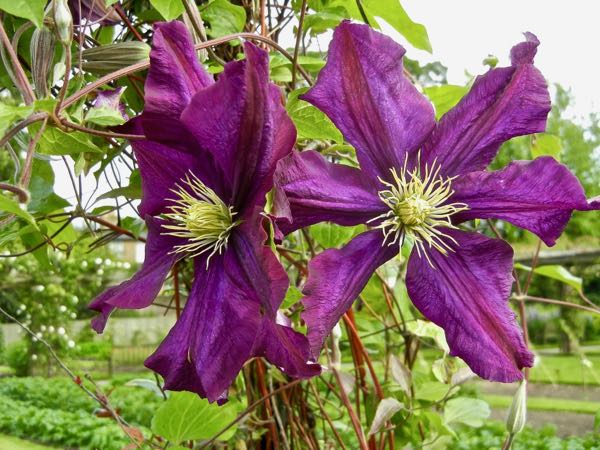 Clematis 'Étoile Violette'