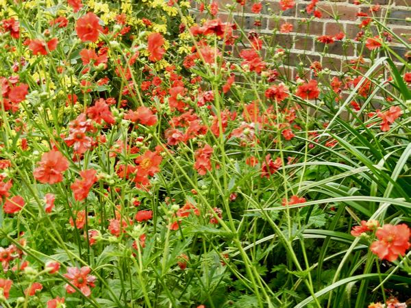 Geum 'Mrs J. Bradshaw'