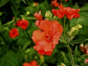 Geum 'Mrs J. Bradshaw' | Online Flower Garden