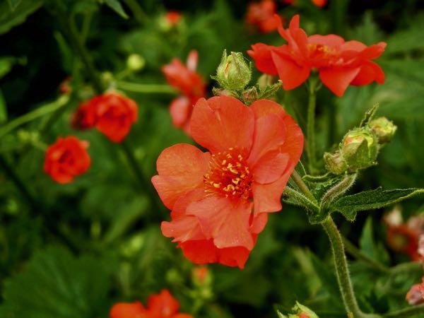 Rosaceae Geum 'Mrs J. Bradshaw'