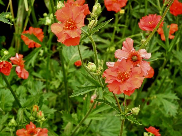 Geum 'Mrs J. Bradshaw'