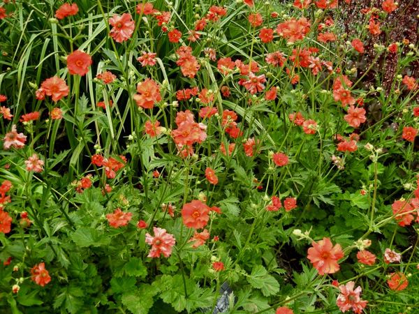 Geum 'Mrs J. Bradshaw'