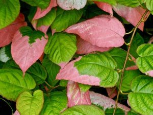 Actinidia kolomikta | Online Flower Garden