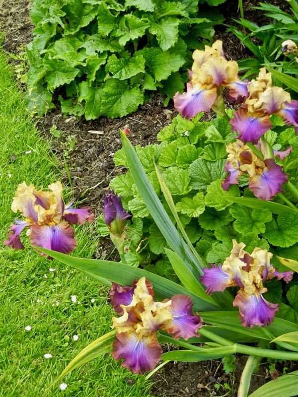 Iris 'Trillion'