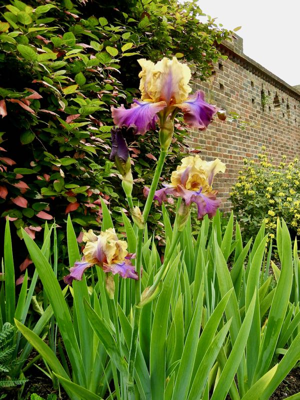 Iris 'Trillion'