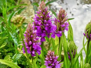 Dactylorhiza praetermissa | Online Flower Garden