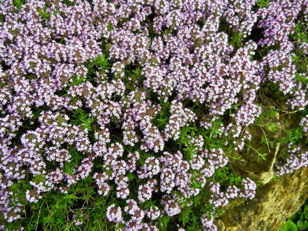 Thymus marschallianus