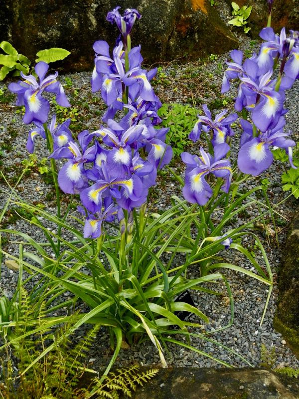 Iris-cycloglossa-8703 | Online Flower Garden Iris cycloglossa