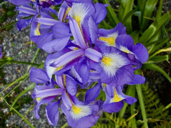 Iris-cycloglossa-8704 | Online Flower Garden Iris cycloglossa