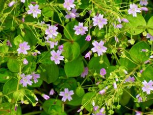 Claytonia sibirica, Pink Purselane | Online Flower Garden