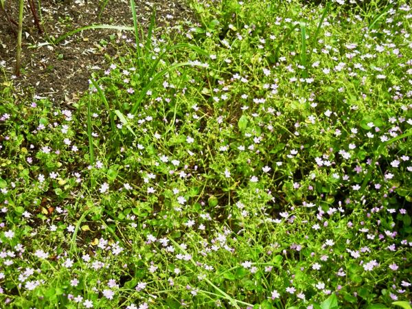 Claytonia-sibirica-8715 | Online Flower Garden Montiaceae Claytonia sibirica, Siberian Miner's Lettuce