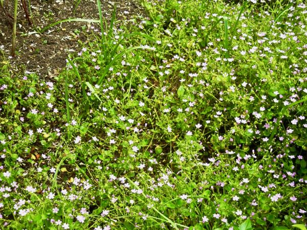 Montiaceae Claytonia sibirica, Siberian Miner's Lettuce