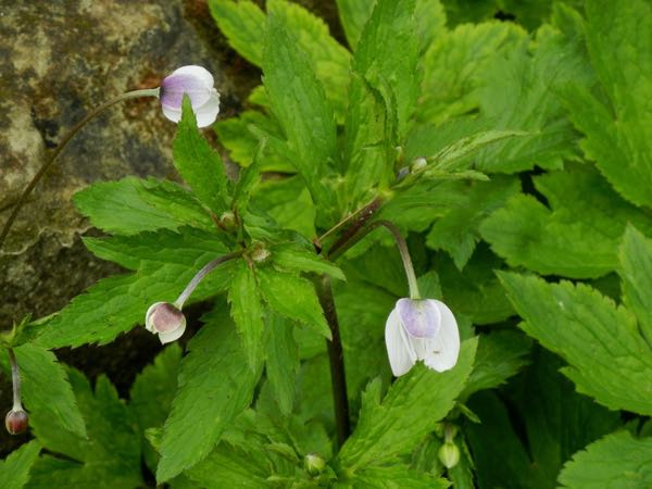 Eriocapitella rivularis