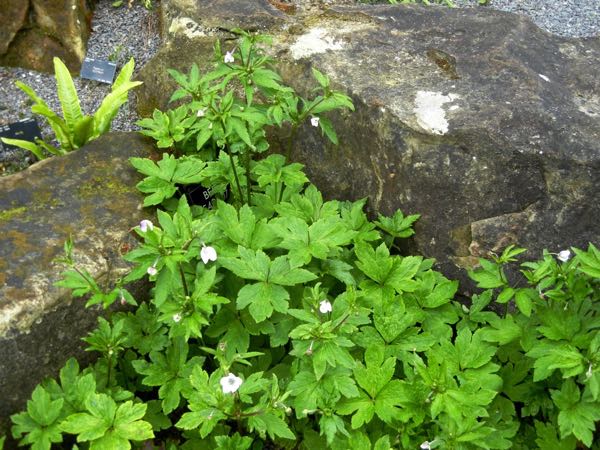 Eriocapitella rivularis