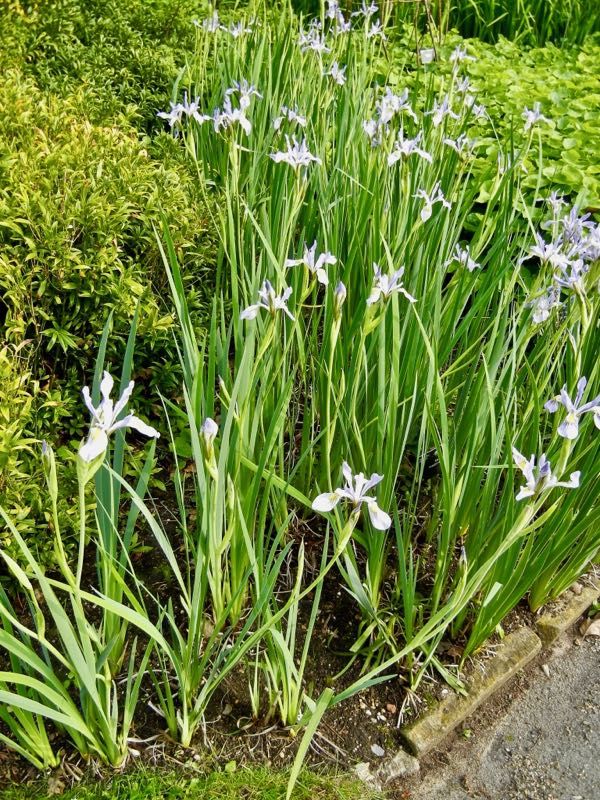 Iris-missouriensis-8720 | Online Flower Garden Iris missouriensis