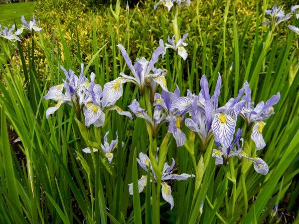 Iris-missouriensis-8723 | Online Flower Garden Iris missouriensis