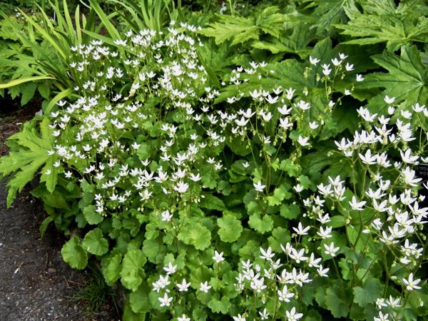 Saxifraga rotundifolia
