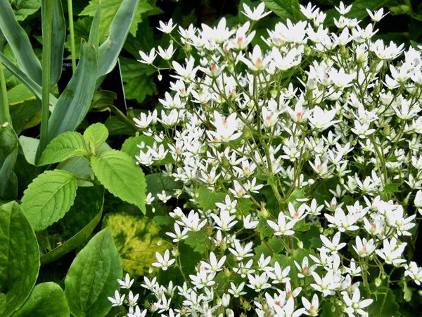 Saxifraga rotundifolia