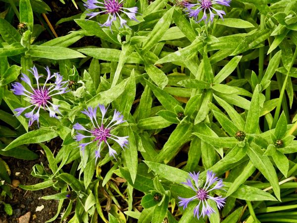 Centaurea montana