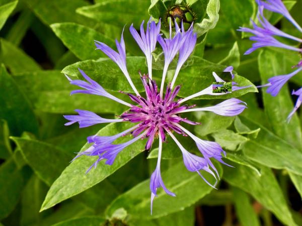 Centaurea montana