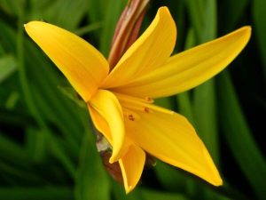 Hemerocallis-fulva-87771 | Online Flower Garden Hemerocallis fulva | Online Flower Garden
