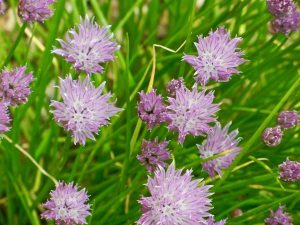 Allium schoenoprasum | Online Flower Garden