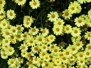 Argyranthemum frutescens 'Lemon'