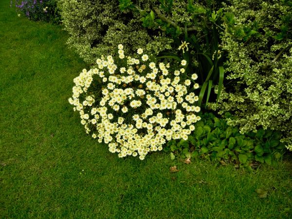 Argyranthemum frutescens 'Lemon'
