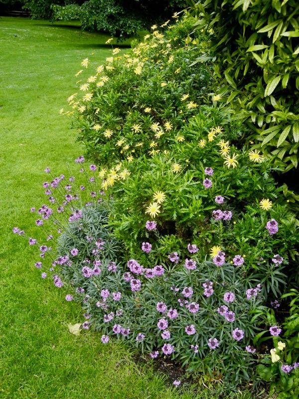 Euryops chrysanthemoides