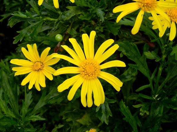 Euryops chrysanthemoides