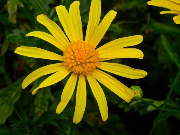 Euryops chrysanthemoides