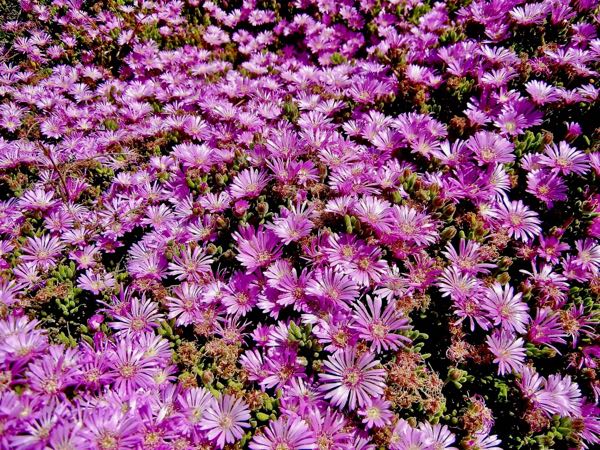 Delosperma cooperi-7808 | Online Flower Garden Delosperma cooperi | Online Flower Garden