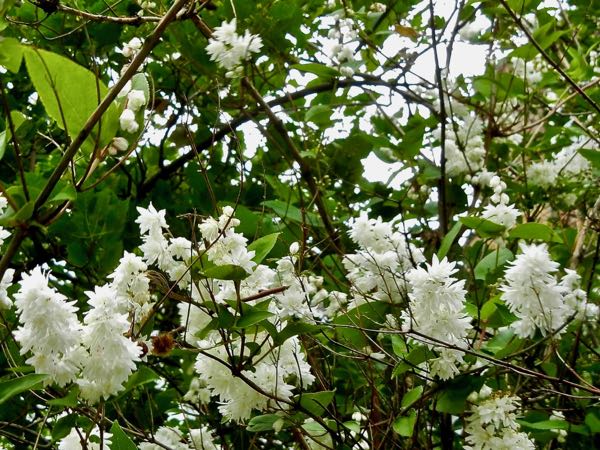 Deutzia scabra 'Candidissima'