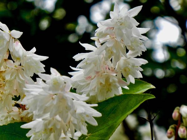 Deutzia scabra  | Online Flower Garden'Candidissima'