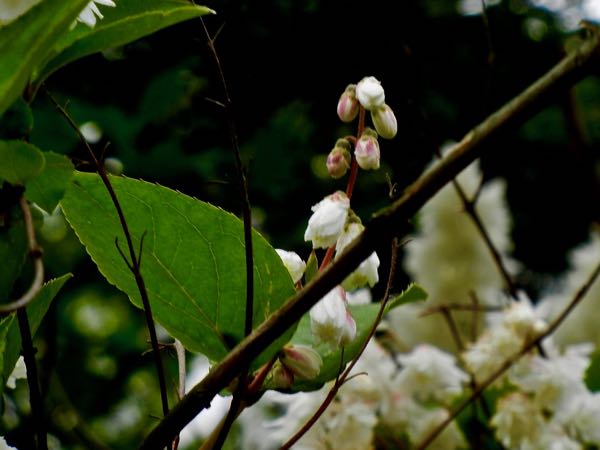 Deutzia scabra  | Online Flower Garden'Candidissima'