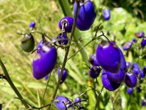 Dianella caerulea | Online Flower Garden