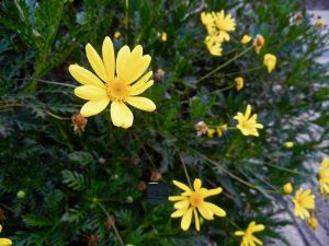 Euryops pectinatus