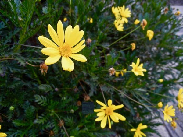 Euryops pectinatus