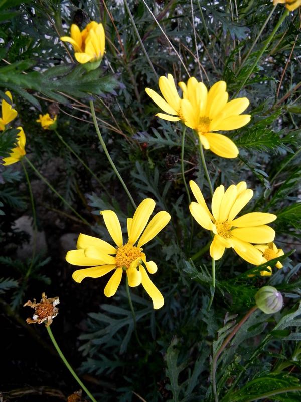 Euryops pectinatus