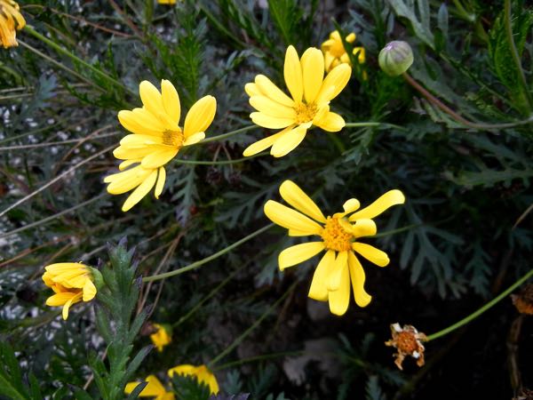 Euryops pectinatus