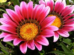 Gazania rigens | Online Flower Garden