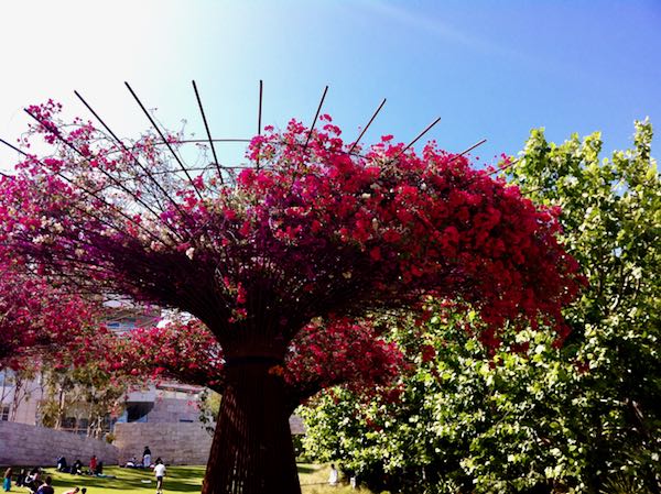 Getty-Center-Bougainvillea_1170 | Online Flower Garden Bougainvillea at Getty Center