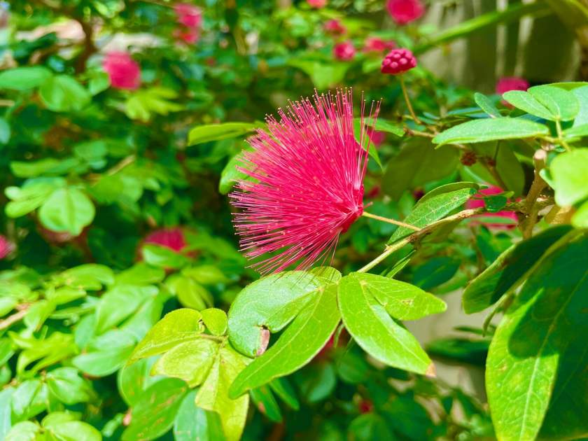 Calliandra emarginata | Online Flower Garden