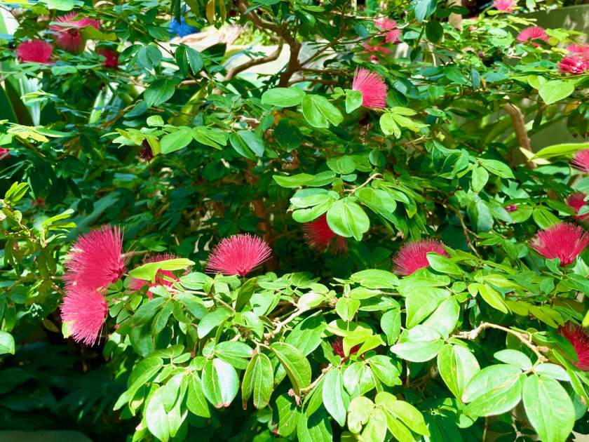 Calliandra emarginata