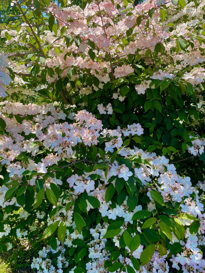 Viburnum plicatum 'Roseum'