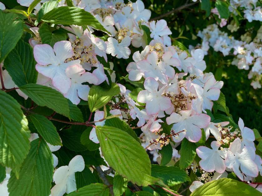 Viburnum plicatum 'Roseum'
